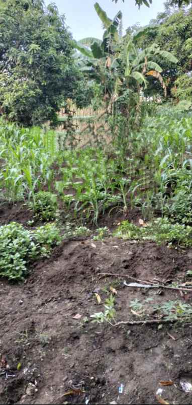 dijual tanah di desa drancang menganti