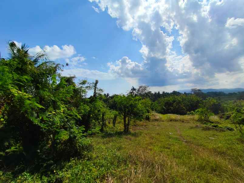 dijual tanah ds antap kec selemadeg kab