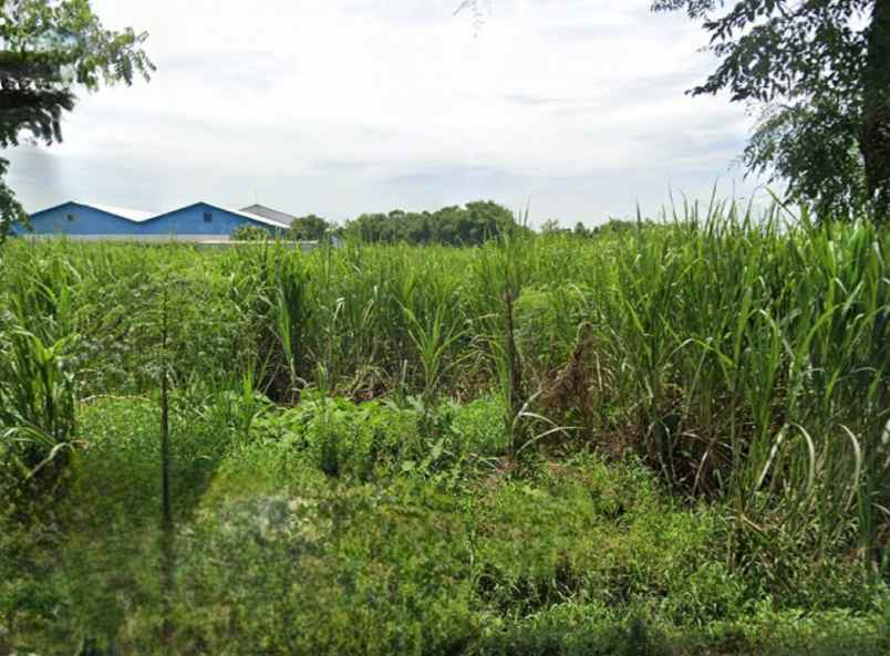 dijual tanah jalan jati pelem diwek