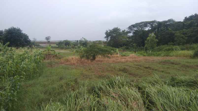 dijual tanah jalan raya tirtamulya