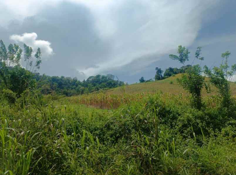 dijual tanah jl raya pindol desa