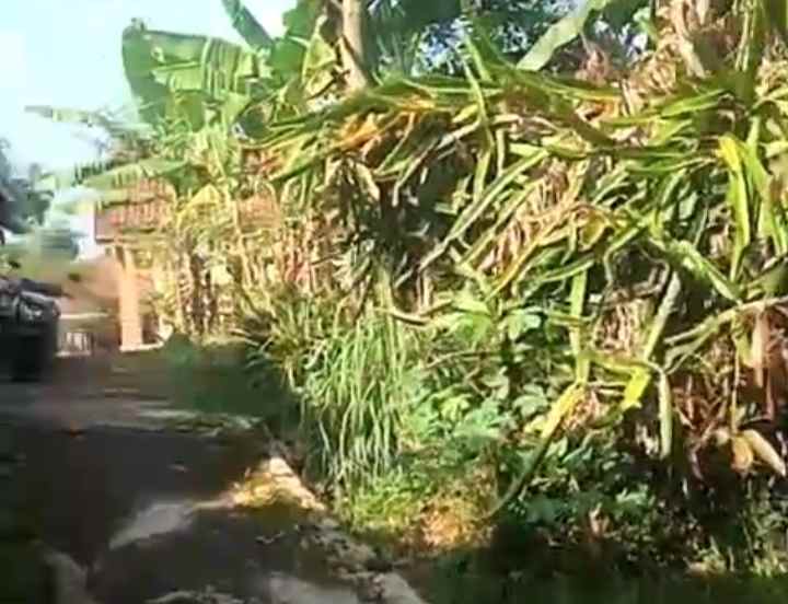 dijual tanah kebun pinggir jalan