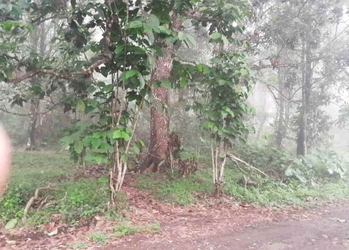 dijual tanah kebun pinggir jalan desa