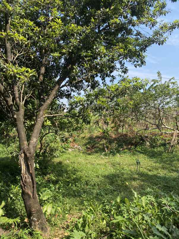 dijual tanah kelurahan kencana tanah