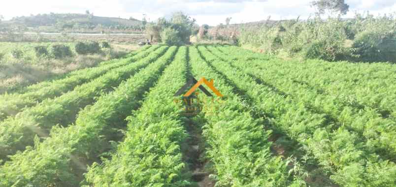 dijual tanah kosong daerah karo sukanalu barusjahe