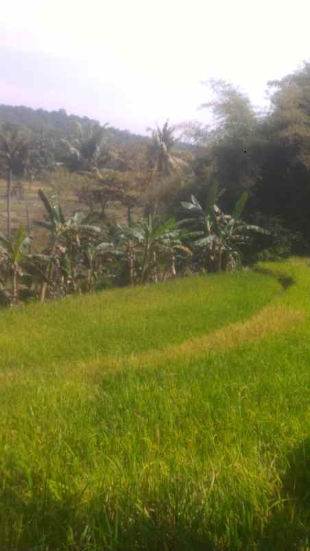 Tanah Sawah Murah Meriah Dijual Di Mekarjaya Kecpancalang Kabkuning