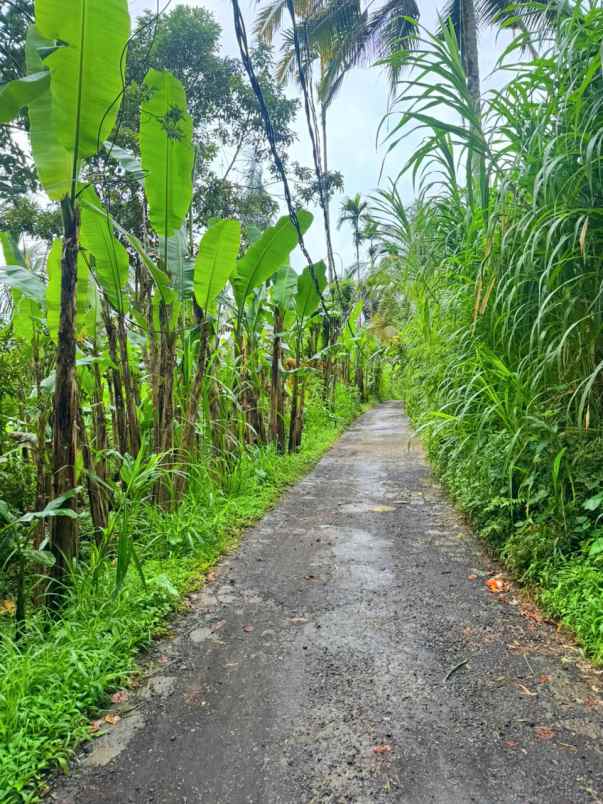 dijual tanah payangan gianyar bali