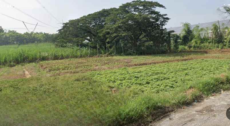 dijual tanah perkebunan karet di banyuwangi hgu