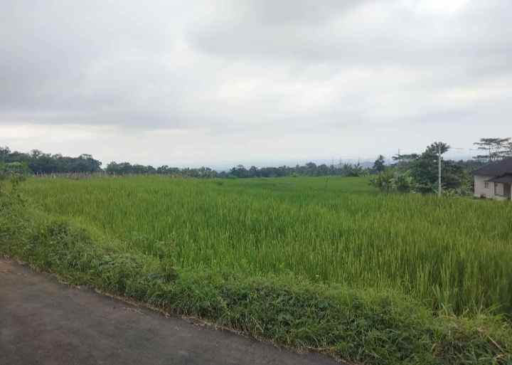 dijual tanah sawah pinggir jalan view gunung