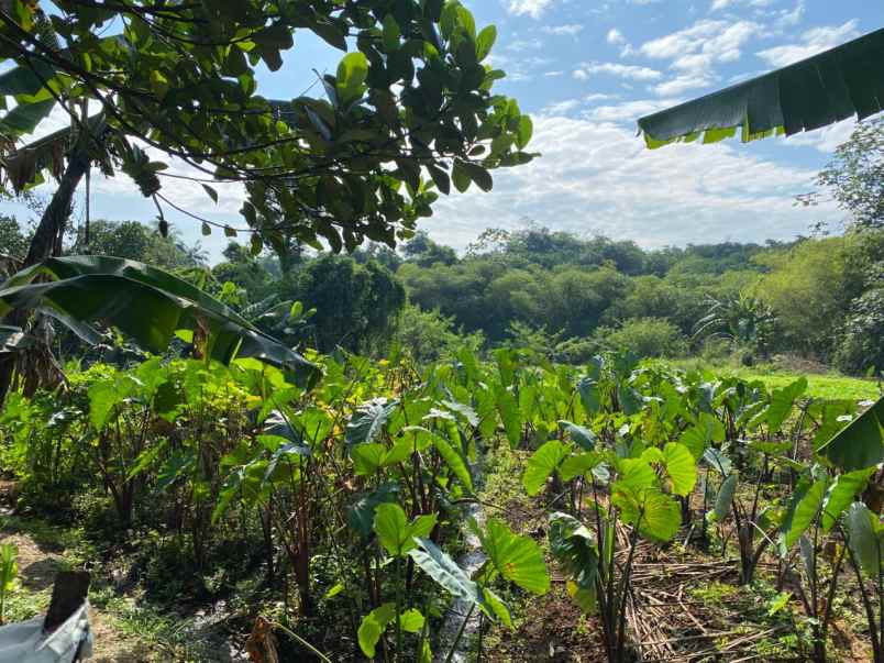 dijual tanah smpn 16 kota bogor