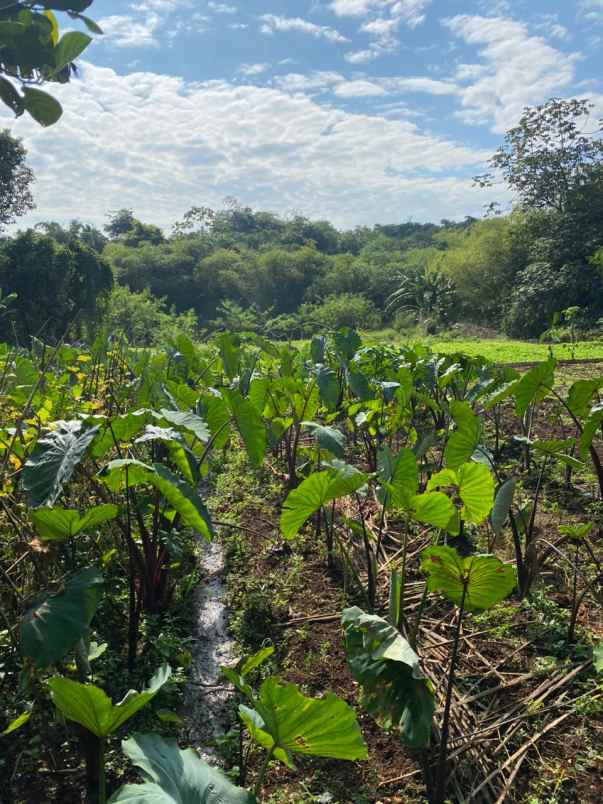dijual tanah smpn 16 kota bogor