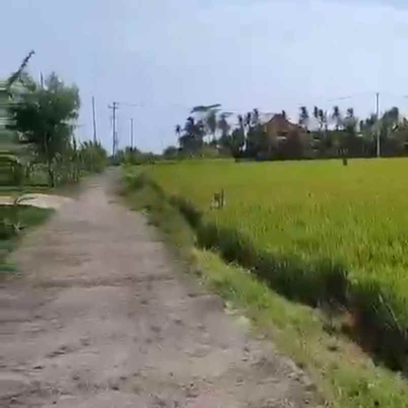dijual tanah tibibiu pantai pasut