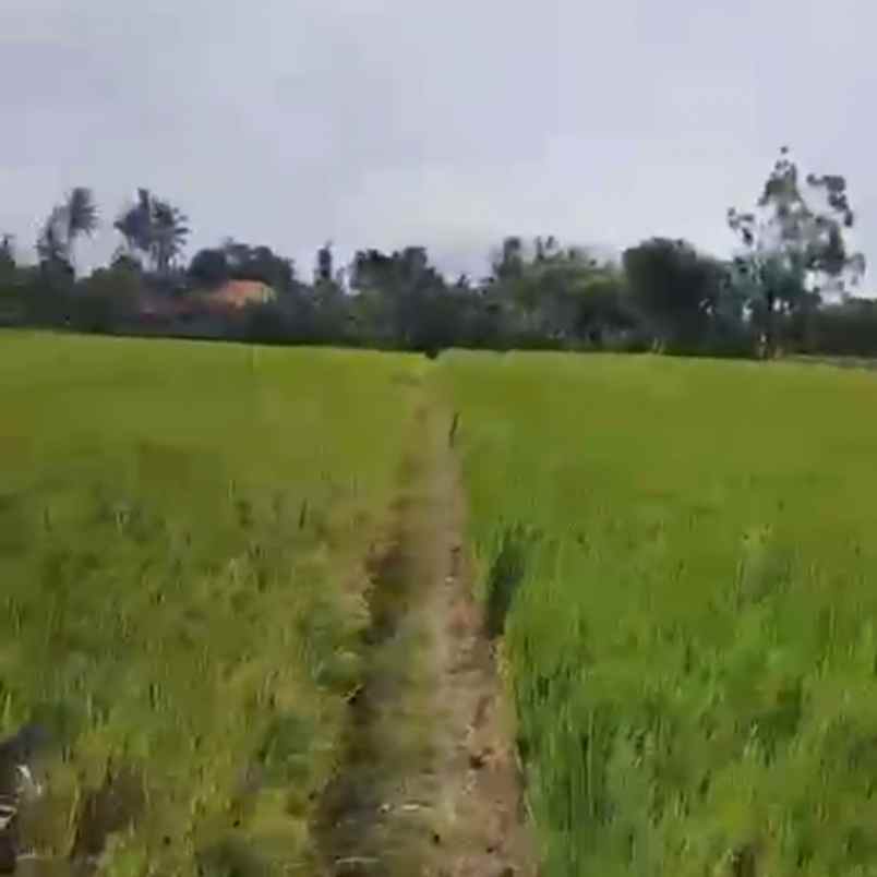 dijual tanah tibibiu pantai pasut