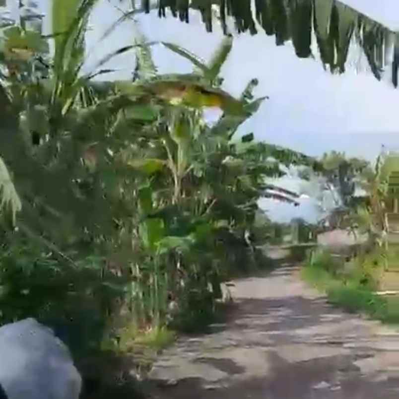 dijual tanah tibibiu pantai pasut