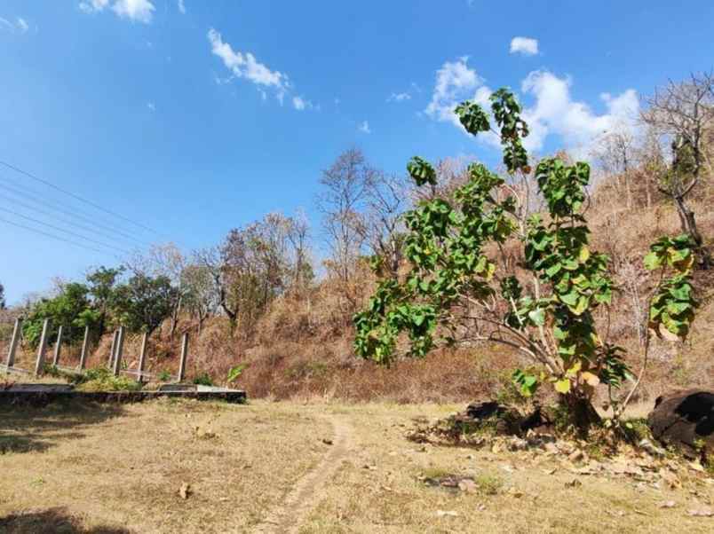 jual tanah luas murah di daerah temukus buleleng bali