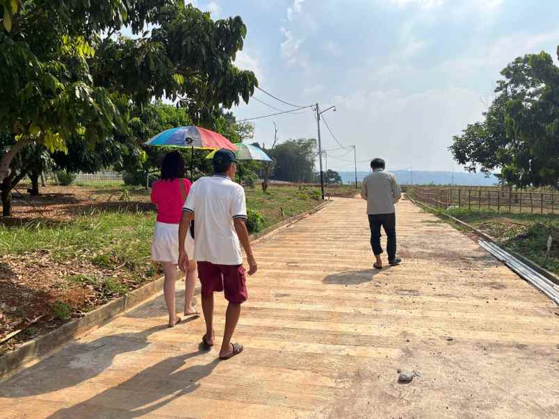 jual tanah murah 55 juta luas 80 meter surat shm