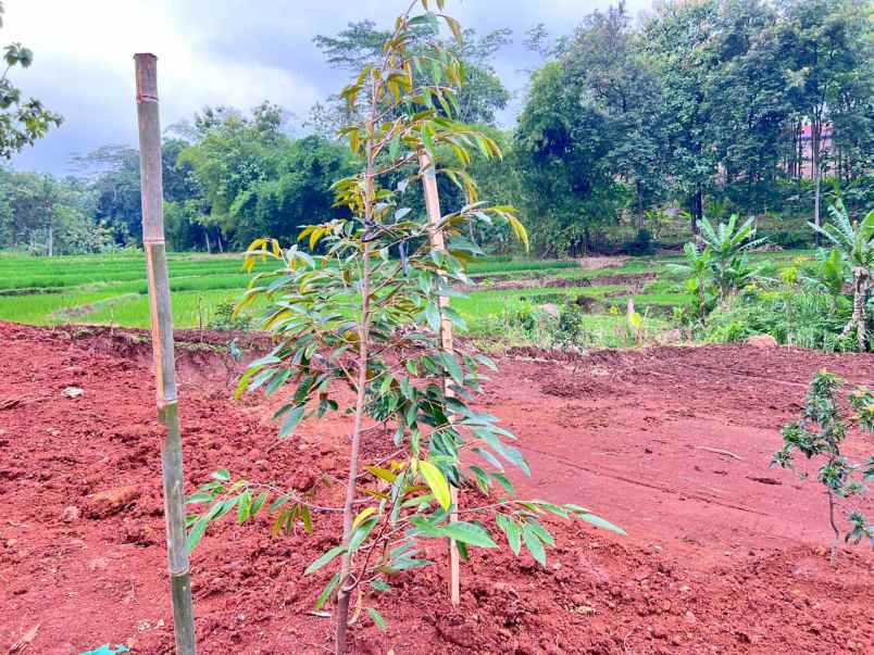kebun buah 2627m view hamparan sawah karanganyar