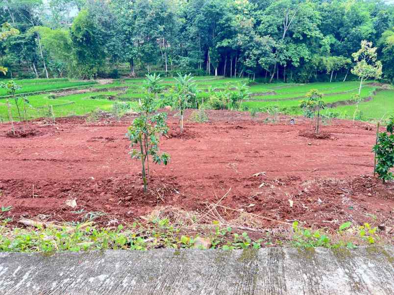 kebun buah 2627m view hamparan sawah karanganyar