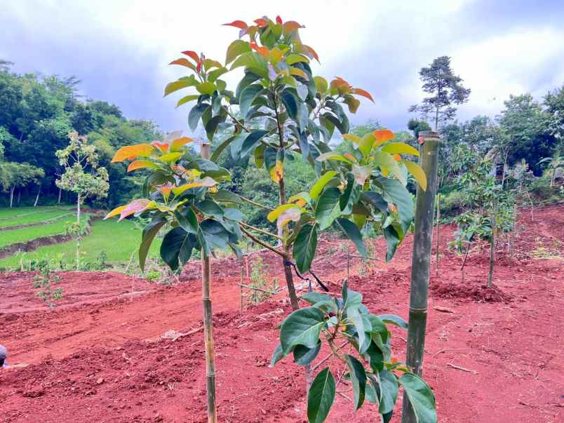 kebun buah 2627m view hamparan sawah karanganyar