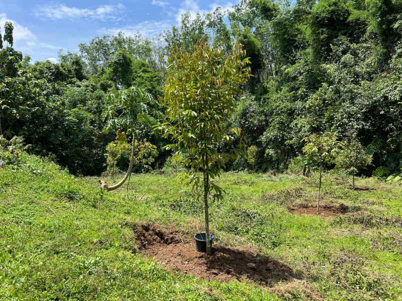 kebun durian subur 1000m kerjo karanganyar