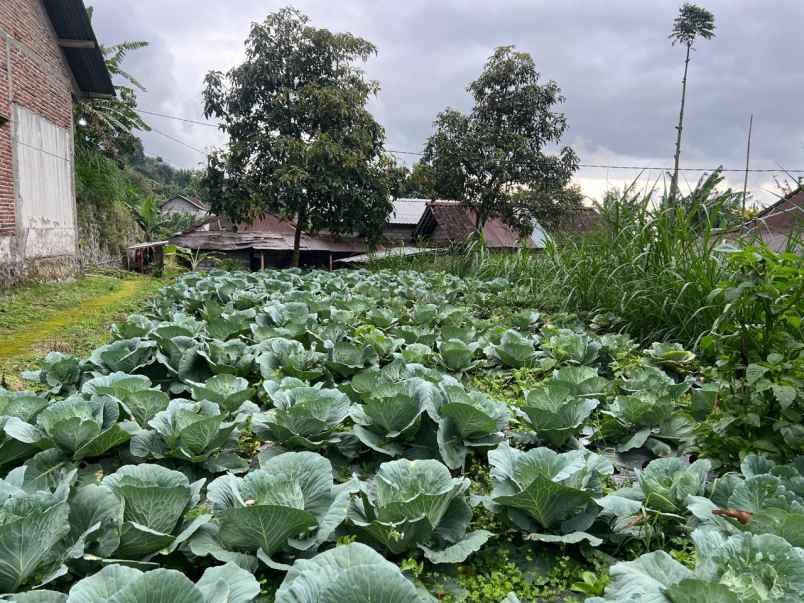 rumah 1000m strategis kawasan wisata ngargoyoso