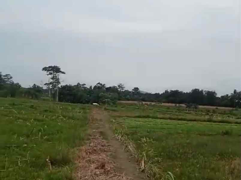 tanah 1 hektar di sabah balau lampung selatan