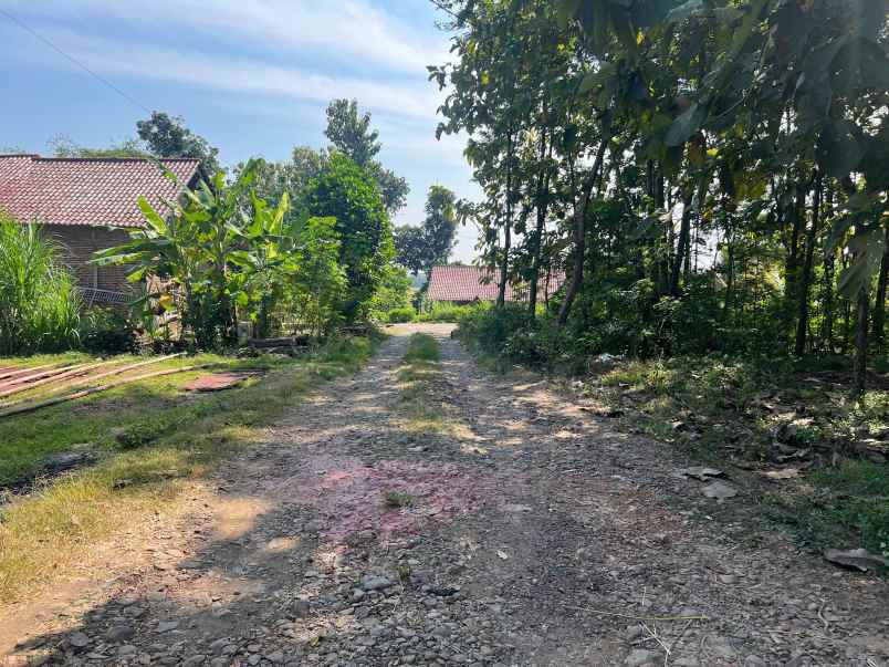 tanah 100 juta cocok untuk kebun buah sragen