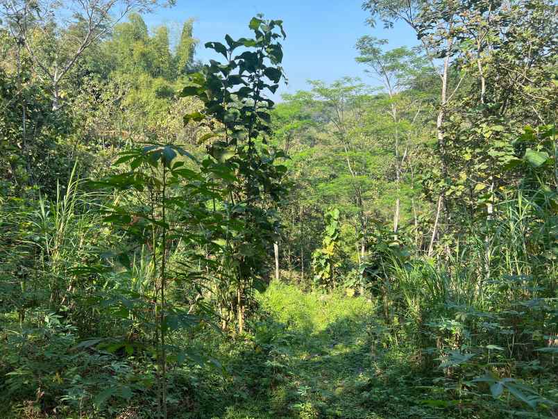 tanah 100 juta cocok untuk kebun buah sragen