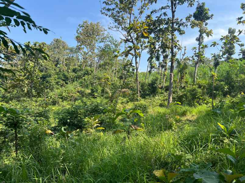 tanah 100 juta cocok untuk kebun buah sragen