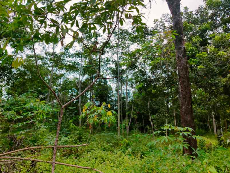 tanah barat pasar karangpandan