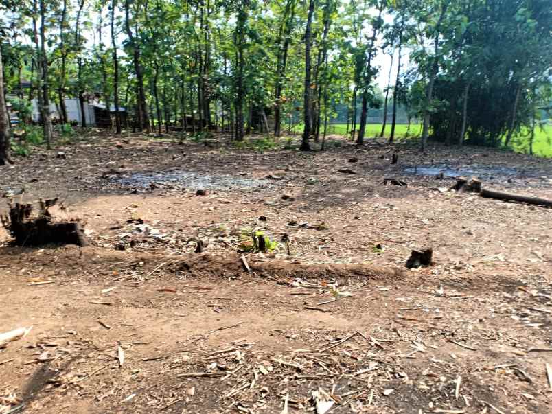 tanah bendungan kedawung sragen