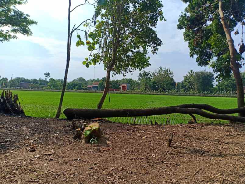 tanah bendungan kedawung sragen