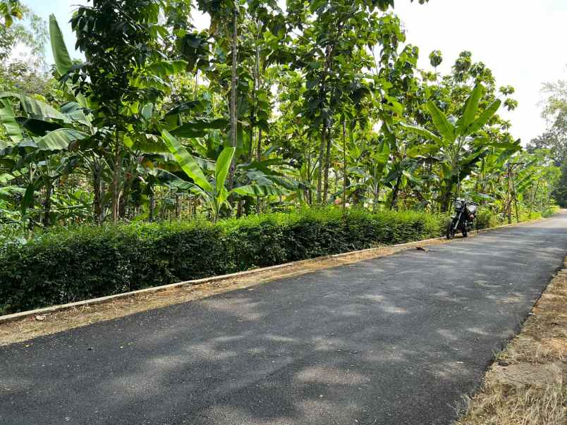 tanah datar bonus kebun jati kerjo karanganyar