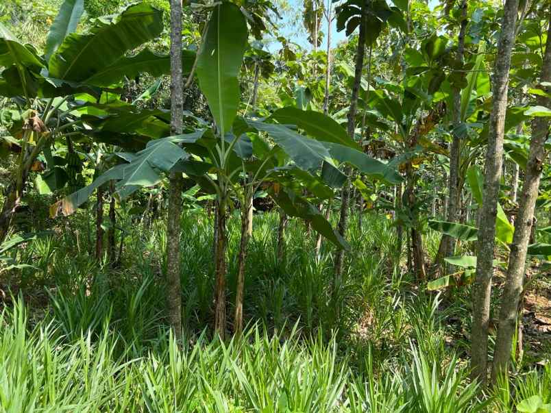 tanah datar bonus kebun jati kerjo karanganyar