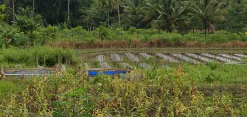 tanah di jumoyo muntilan kabupaten magelang