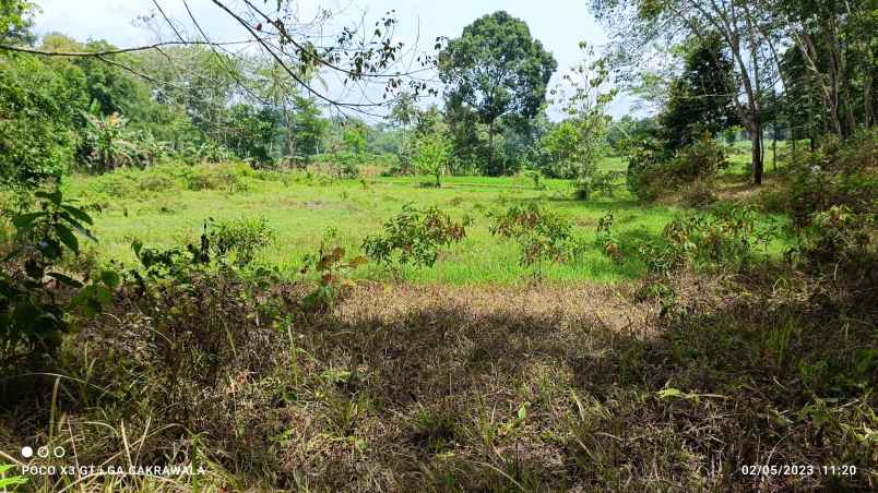 tanah di wiyono gedong tataan luas 2 hektar surat shm