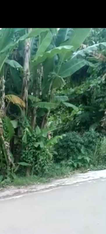 tanah kebun strategis rata dan padat