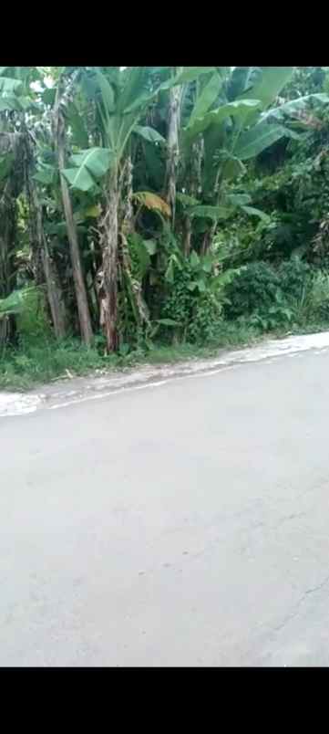 tanah kebun strategis rata dan padat