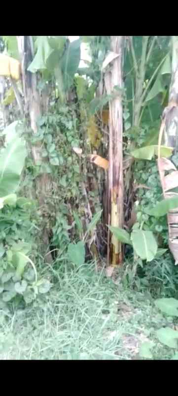 tanah kebun strategis rata dan padat