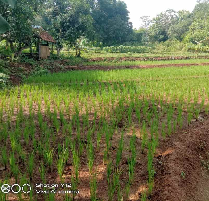 tanah sawah subur dan produktiv