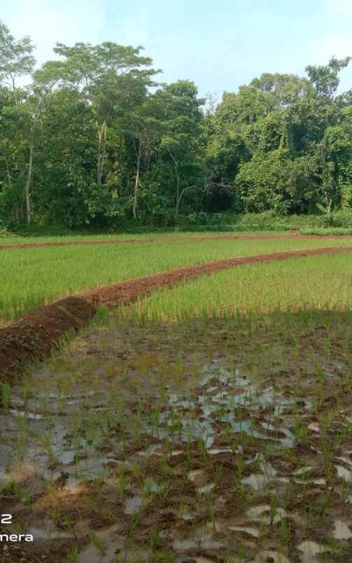 tanah sawah subur dan produktiv