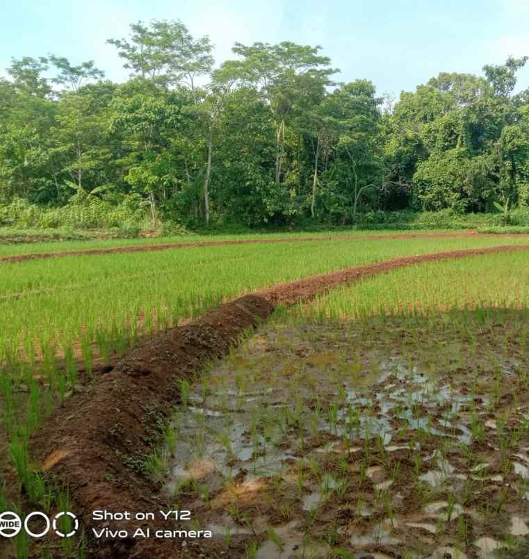 tanah sawah subur dan produktiv