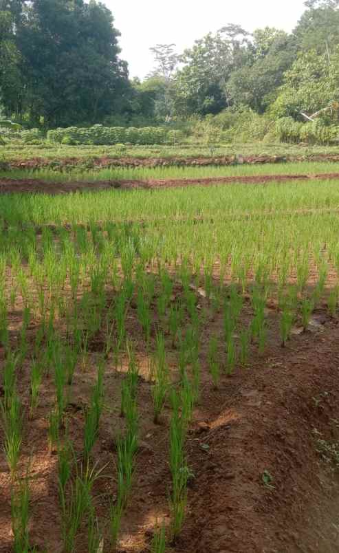 tanah sawah subur dan produktiv