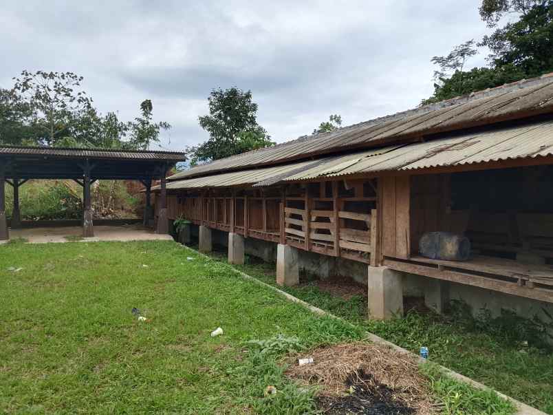 vila kebun ada kandang sapi kambing subang