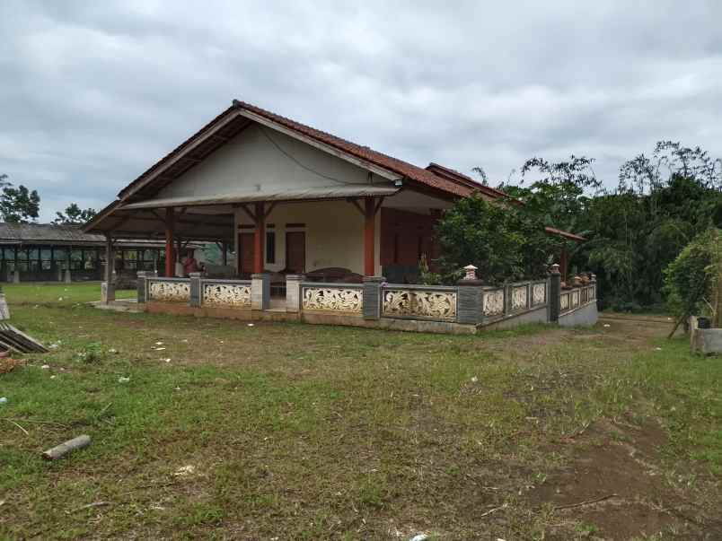 vila kebun ada kandang sapi kambing subang