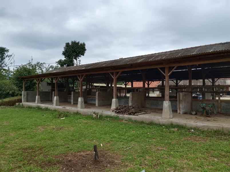 vila kebun ada kandang sapi kambing subang