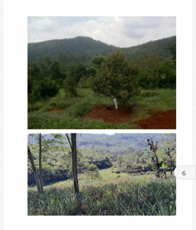 vila kebun durian subang jawa barat