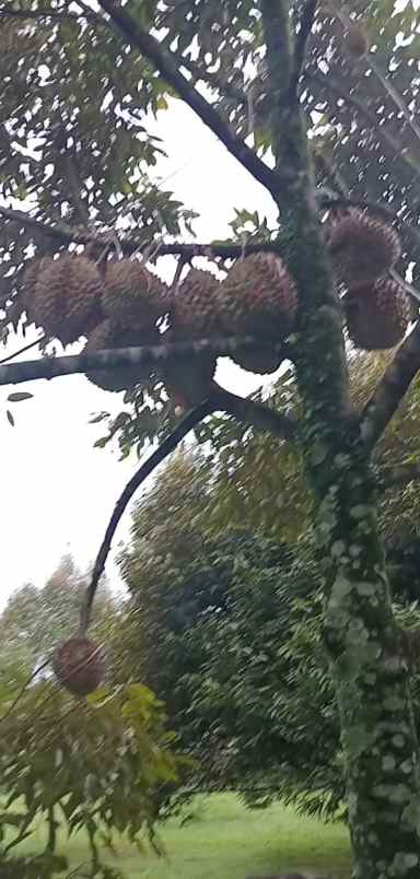 vila kebun durian subang jawa barat