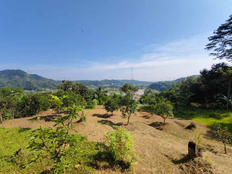 5 ha kebun alpukat cuma rp5 miliar