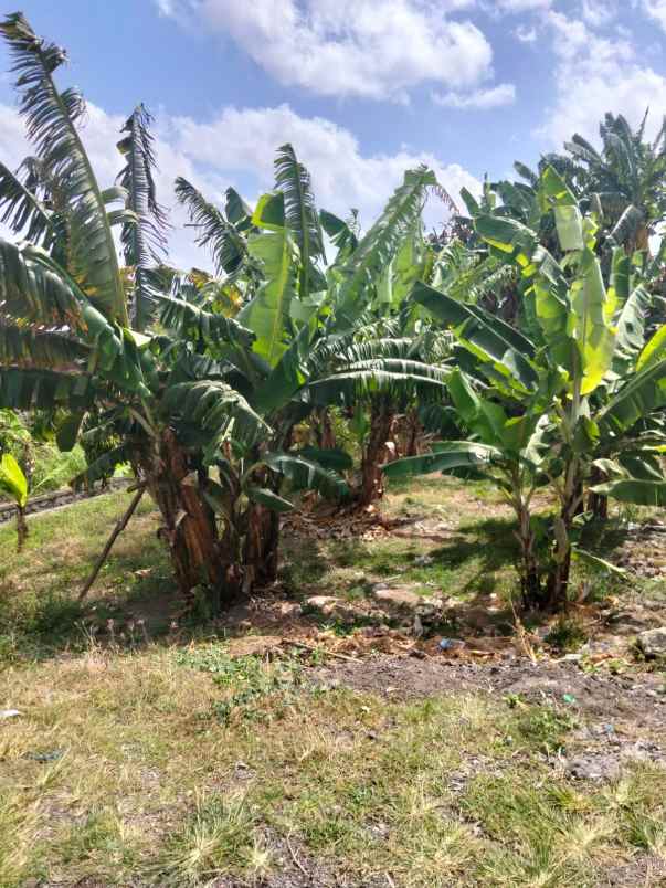 dijual 2 77 are jl pandu padonan dalung kuta utara